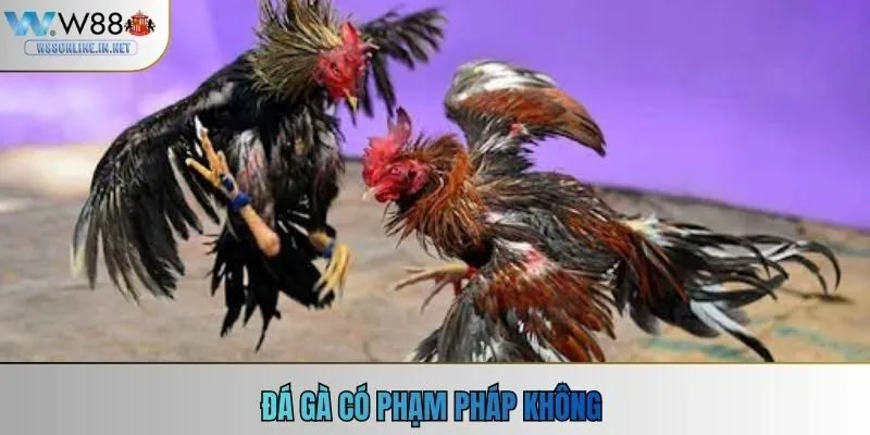 Đá Gà Có Phạm Pháp Không