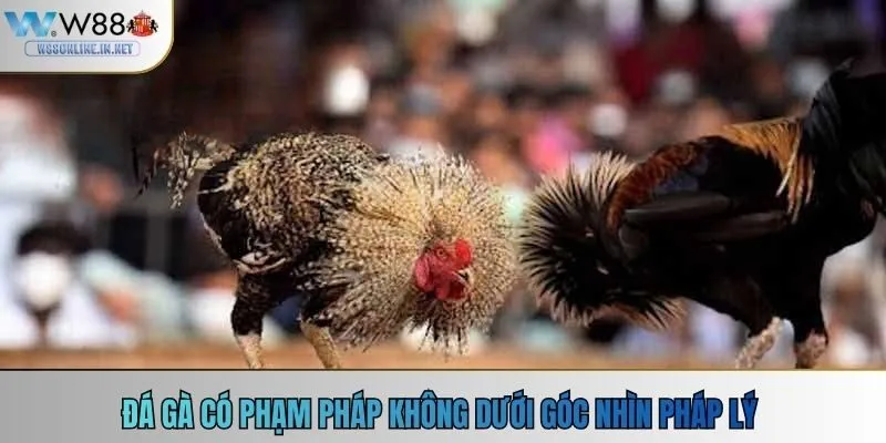 Đá gà có phạm pháp không dưới góc nhìn pháp lý