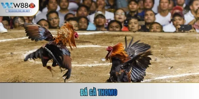 Đá Gà Thomo
