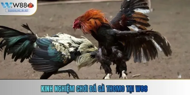 Kinh nghiệm chơi đá gà Thomo W88 tại W88