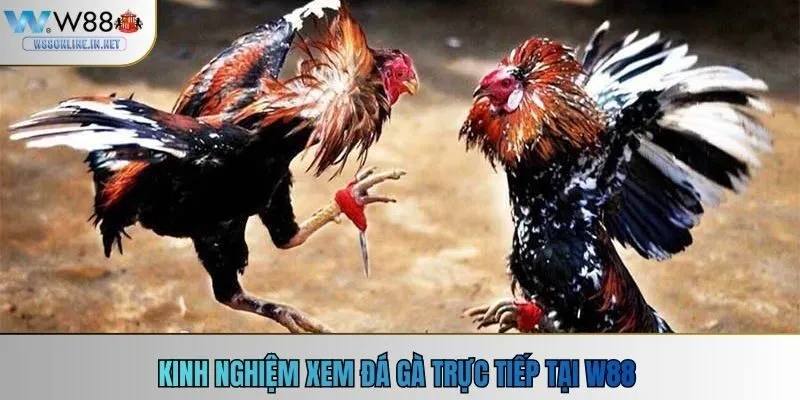 Kinh nghiệm xem đá gà trực tiếp tại w88
