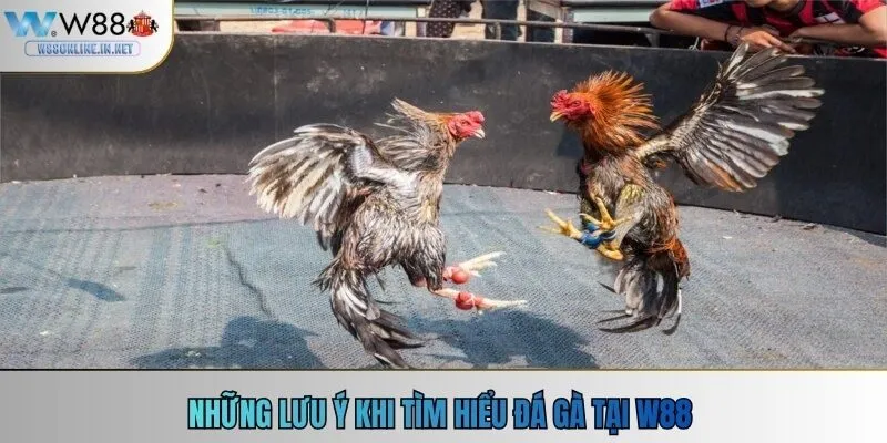 Những lưu ý khi tìm hiểu đá gà tại w88