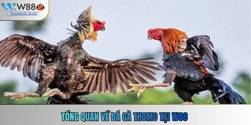 Tổng quan về đá gà Thomo tại W88