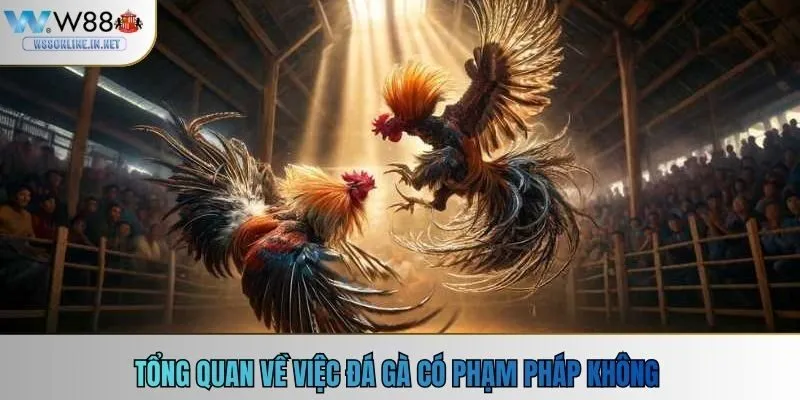 Tổng quan về việc đá gà có phạm pháp không 