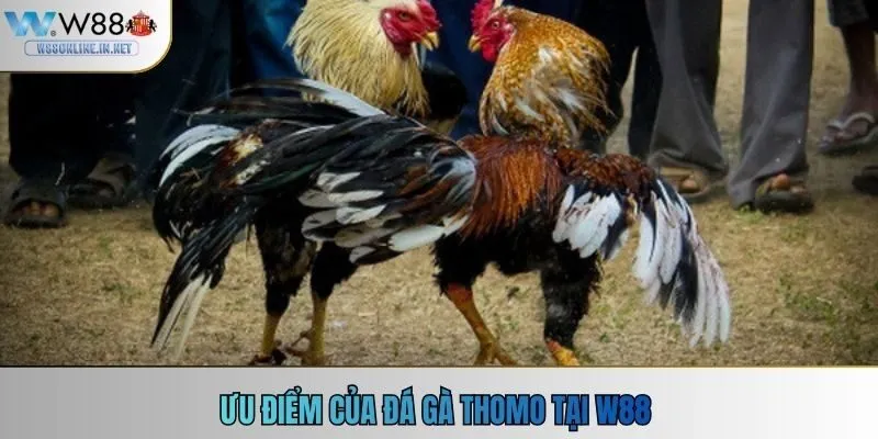 Ưu điểm của đá gà Thomo tại W88
