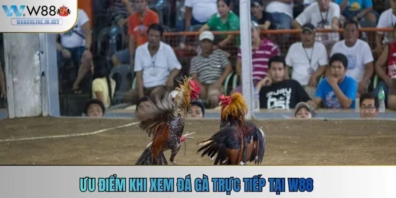 Ưu điểm khi xem đá gà trực tiếp tại w88