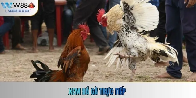 Xem Đá Gà Trực Tiếp